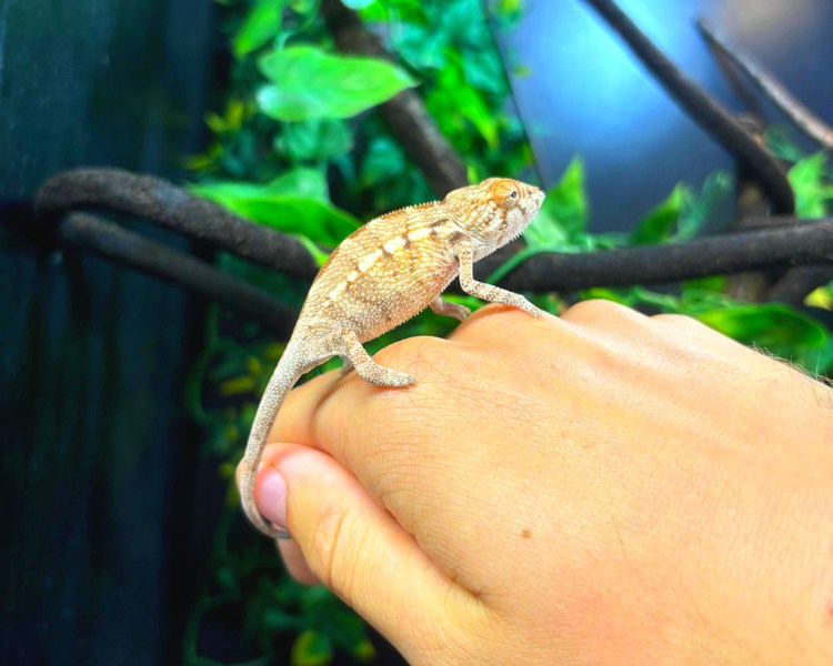 "Nosy Faly" Panther Chameleon - Juvenile - Female